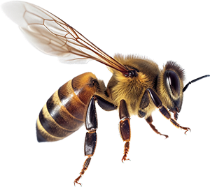 A bee icon crossed out — the Hunnie is made without bees