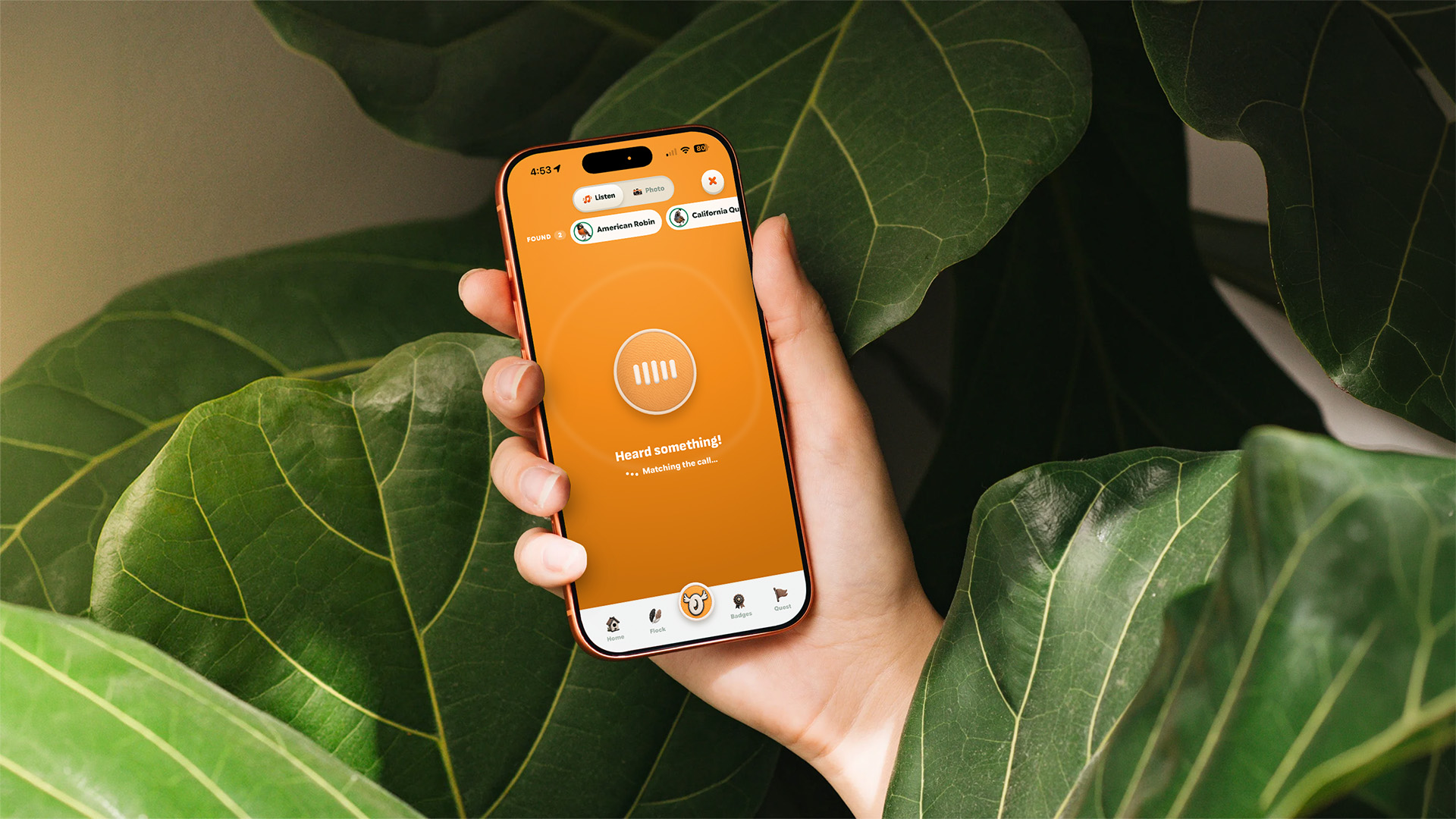 A hand holding an orange iPhone among fig leaves, Spotter has heard something and is matching the call