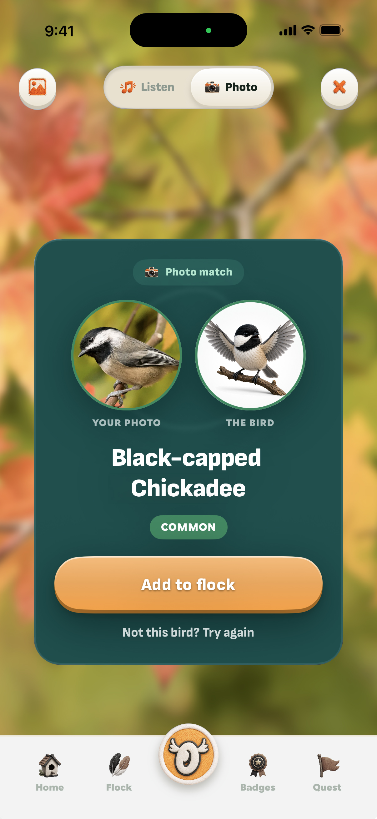 The match card: the kid's own photo of a Black-capped Chickadee beside the bird's illustration, one Add-to-flock action beneath